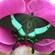 Una mariposa posada en una flor